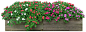 木板上开满花朵的植物PSD抠图素材