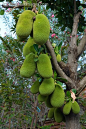 Jack Fruit tree: 