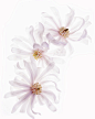 magnolia-trio-rebecca-cozart.jpg (719×900)