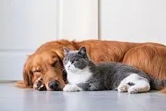 点击来源直接获取大图文件 |金毛寻回犬和英国短毛猫 