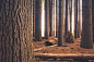 brown log surrounded with trees