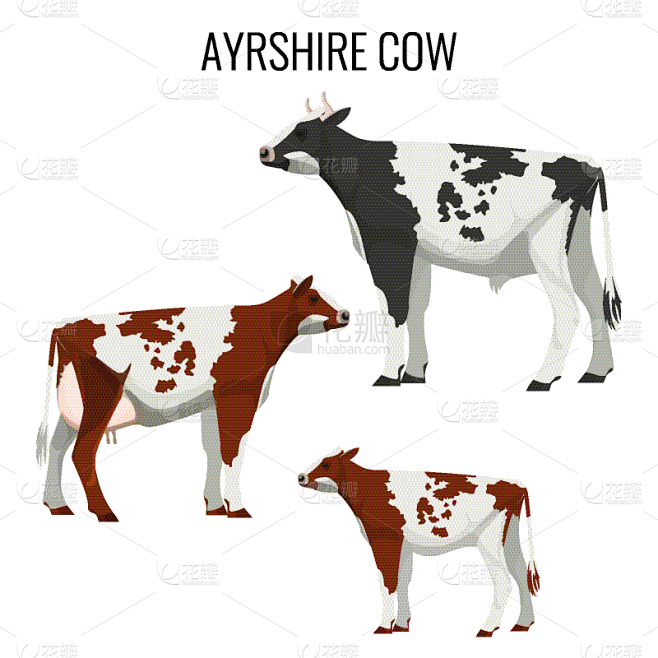 白色,分离着色,苏格兰西部奶牛,农业,纯...