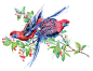 Crimson Rosella : watercolor pattern