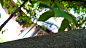 General 4208x2368 leaves trees ants