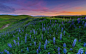Wallpaper flowers, field, sunset