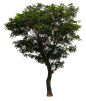 tree png by andhikazanuar