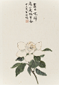 【林曦水墨】尽日不归处，一庭栀子香-淘宝网#林曦#