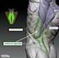 Latissimus dorsi and Erector spinae, Anatomy For Sculptors : Latissimus dorsi is a superficial muscle that covers the largest part of the back. It’s form is diverse and influenced by many factors. The picture shows how the erector spinae deep muscles infl