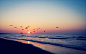 General 2560x1600 birds sea beach sky horizon