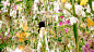 Flower Garden
