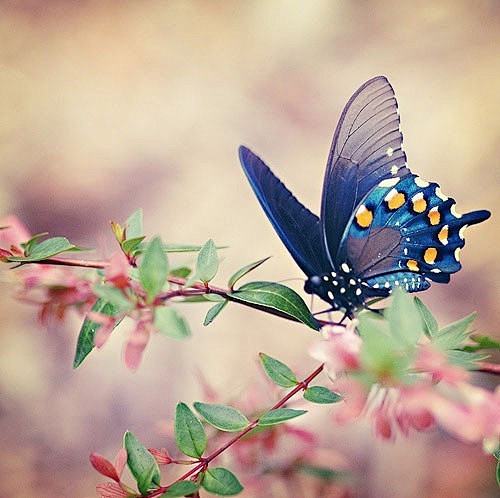 每一只蝶都是花的灵魂。