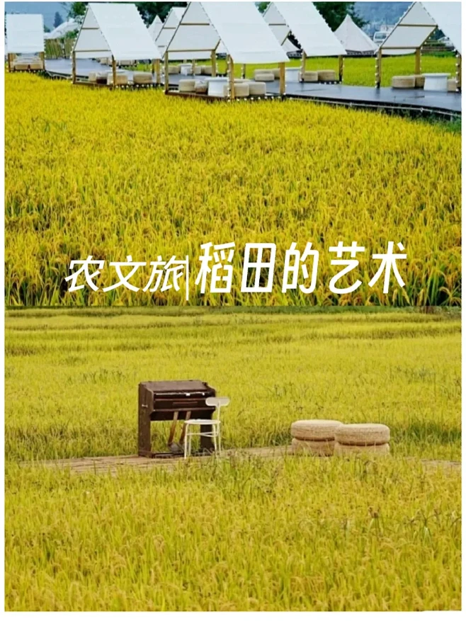 农文旅‖稻田的艺术分享-花瓣网