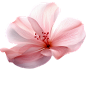 粉色花朵3