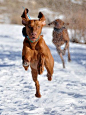 Vizsla action shot!: 