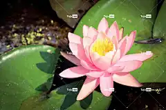 莲花 花 粉红色的花 花瓣 粉红色的花瓣 花壁纸 花卉背景