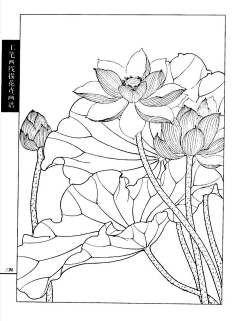 lalade采集到植物线描