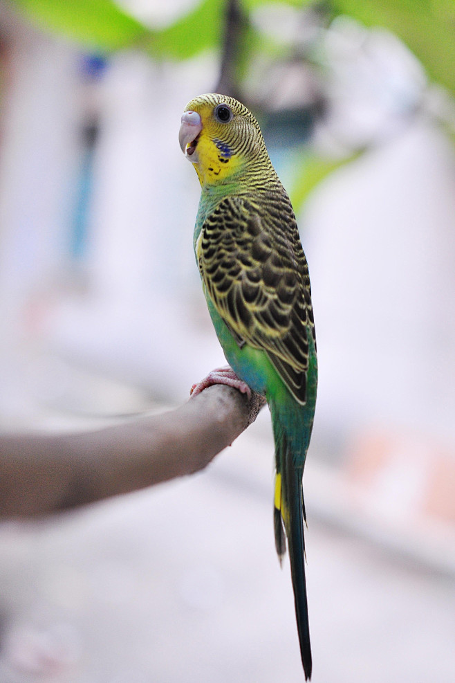 鹦形目鹦鹉科虎皮鹦鹉属虎皮鹦鹉绿