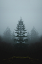 (1) Tumblr