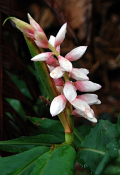 轩妹叽采集到花 Hana