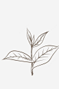黑色线条茶叶矢量素材免抠png素材_新图网ixintu.com