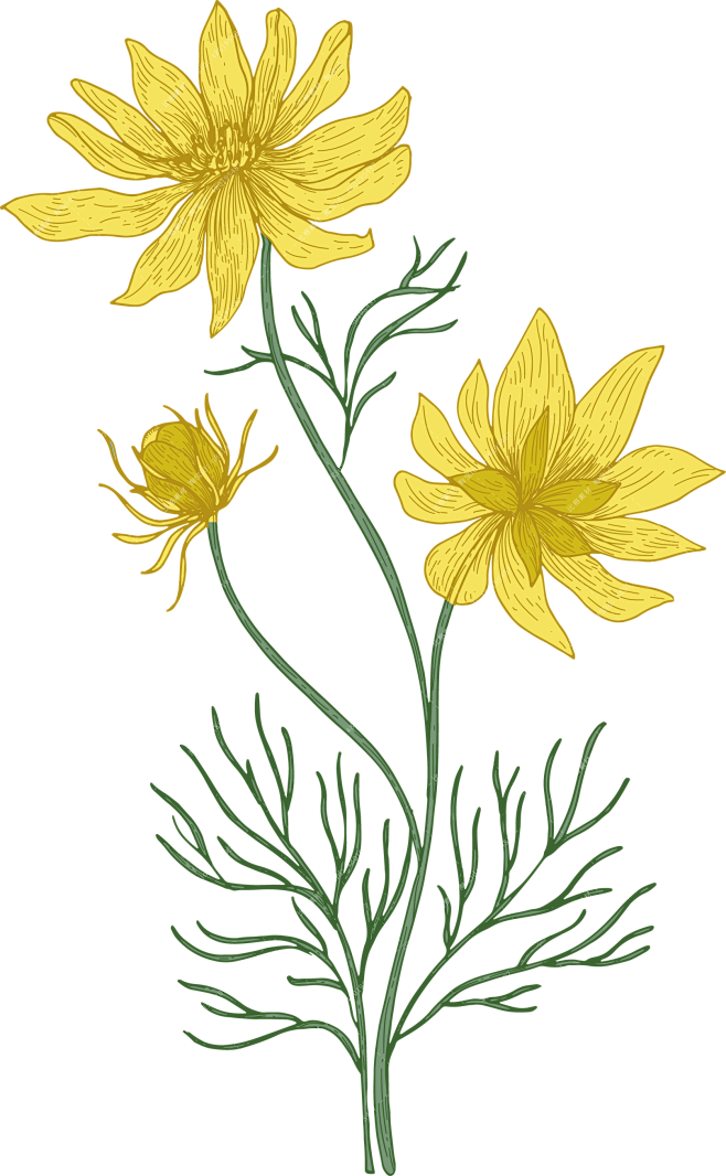 手绘植物花卉png