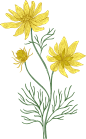 手绘植物花卉png