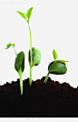 植树节植物发芽图图宝宝 https://bao16.com 绿色植物 发芽 植树节 公益