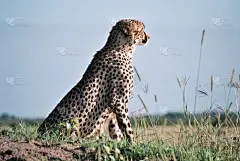 猎豹在守望