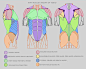 【参考素材|雕塑及人体结构素材】_建模必备的人体结构参考图-躯干肌肉与骨骼结构 -