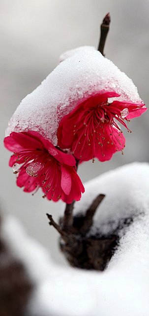 一枝红梅能傲雪，南京的雪，南京的梅，冰雪...