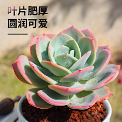 用户34gcG0t5采集到白凤