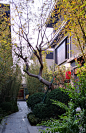 歪脖朴树23-25cm