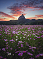 Cosmos field in the sunset
