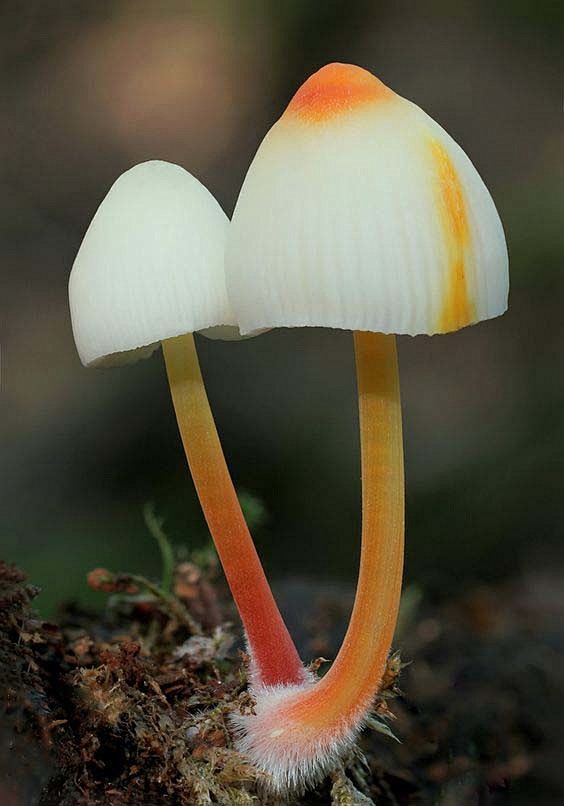 14:29:07各样菌蘑s【摄影】蘑菇,微景观yu-kid桂子同采自phgjh