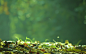 朦胧绿色叶子高清壁纸桌面高清大图预览1920×1200_植物壁纸下载_美桌网