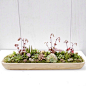 Low succulent dish garden for an outdoor centerpiece ... Arrangement by Dalla Vita