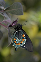 Spring Butterfly Exhibit / March 2 - May 12 by Desert Botanical Garden on Flickr (cc)*