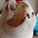 Song宋宋