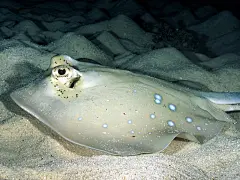 缤纷海底世界高清电脑壁纸桌面壁纸2