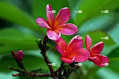 姜黄色百合花 花朵 植物群 4K壁纸1920X1080 壁纸4K