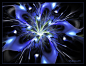 A blue lily for peace by Szellorozsa on DeviantArt