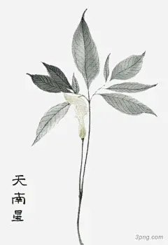 手绘中医中药中医中药|中医|中药|草本|本草纲目|中国水墨画|药草|植物|天南星|中医中药|手绘|pop|中医|中药|药材中药|中药中医|虫草中药补品|中医挂画宣传画|中药材虫草|药膳中药|养生中药|中医药材文化展板|棕色中国风中医铜人|中医刮痧养生|中药材霍山铁皮石斛|中医养生|中医名片|中药养生|中药材白胡椒实物图|白茯苓块中药材