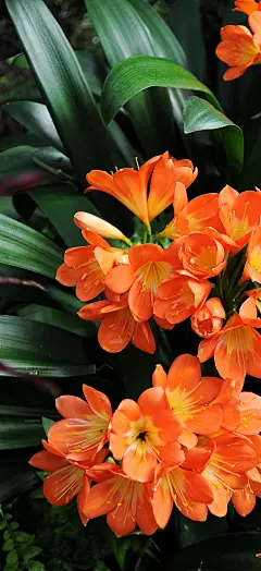 高清花草壁纸｜人面不知何处去，桃花依旧笑春风-今日头条