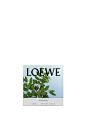 寧靜的湛藍色下，是焚香般綿延悠長的香氣：LOEWE 新款「Incense 薰香」 - The Femin : LOEWE 的居家香氛一直是香氛迷的心頭好，繼上個月將「番茄葉」香味延伸到身體清潔產品後，邁入十一月之時又帶來了新的驚喜，這一次還是全新香氣——Incense 熏香……