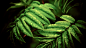General 1920x1080 leaves ferns macro water drops nature plants