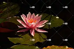 花 花瓣 干 花壁纸 植物 芽 花卉背景 自然 盛开