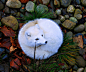 白狐（北极狐， Arctic Fox）