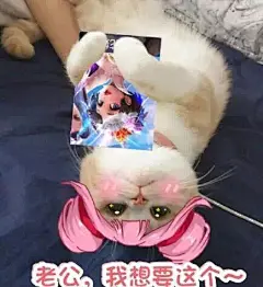 小乔’ 王者荣耀’头像壁纸(猫咪表情包)