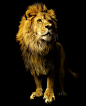 Mother Nature's Fauna : Animal an·i·mal | noun A living organism that feeds on organic matter, typically having specialized...