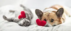 点击来源直接获取大图文件 |可爱的猫和柯基犬一起躺在白色的床上，周围环绕着针织的红心